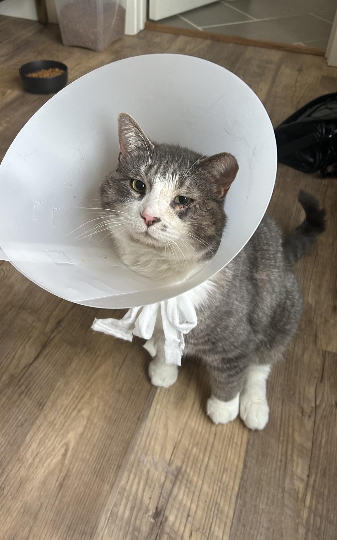 Enlarge Gus & Tuna, a Adopted Domestic Short Hair in Nesquehoning, PA image 5/6