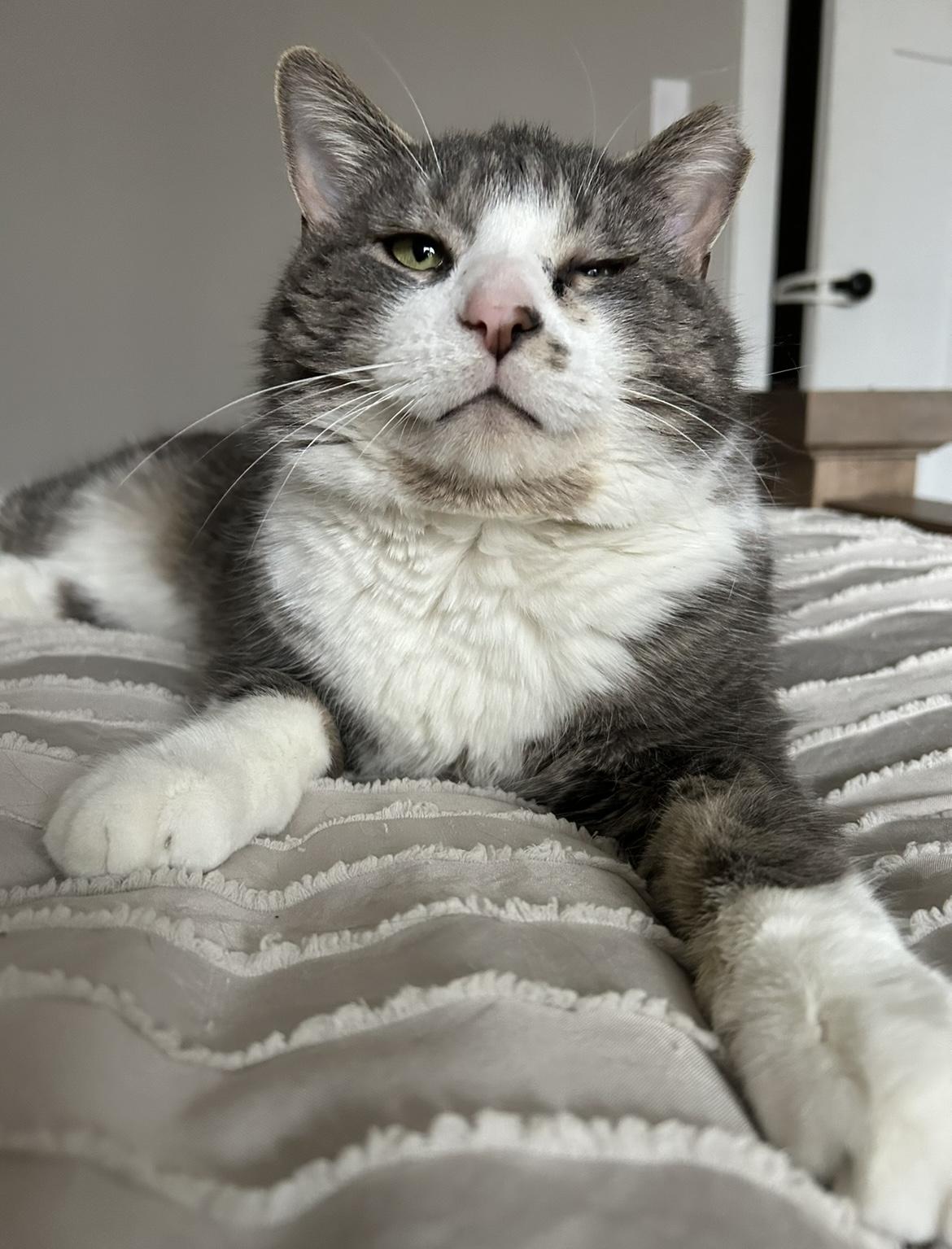 Enlarge Gus & Tuna, a Adopted Domestic Short Hair in Nesquehoning, PA image 6/6