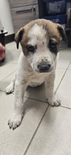 Bubbles, adopted, Young Female Cattle Dog & Mixed Breed.