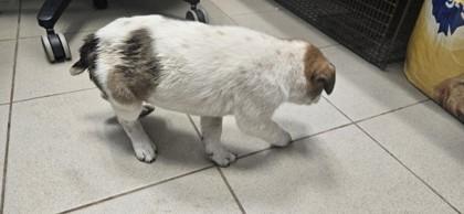 Bubbles, an adopted mixed breed in Edgewood, NM image 2/2