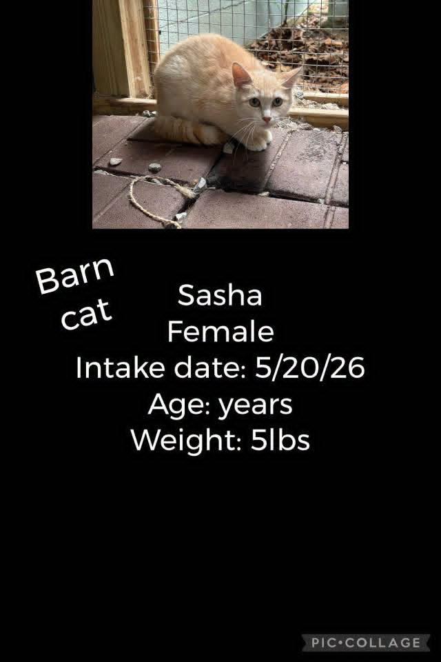 Enlarge Sasha, a Adopted Domestic Short Hair in Staffordsville, KY image 1/1