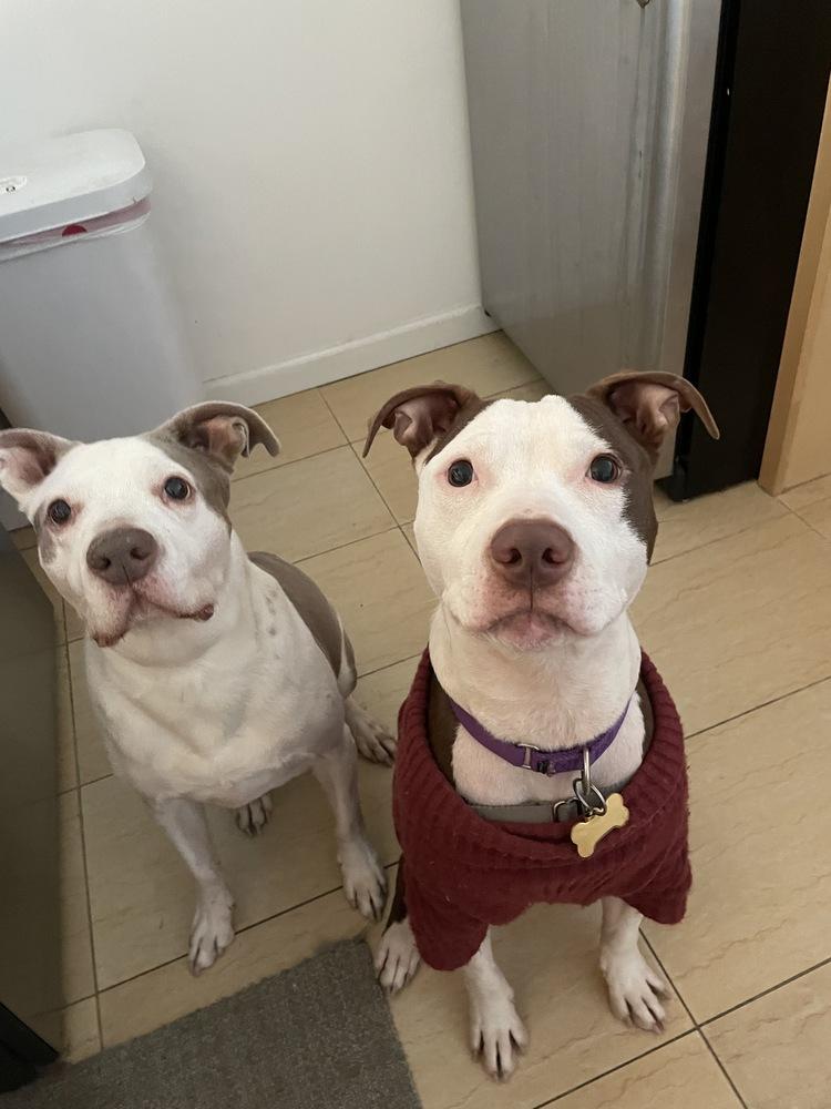 Enlarge Banks, a Adoptable mixed breed in New York, NY image 1/6