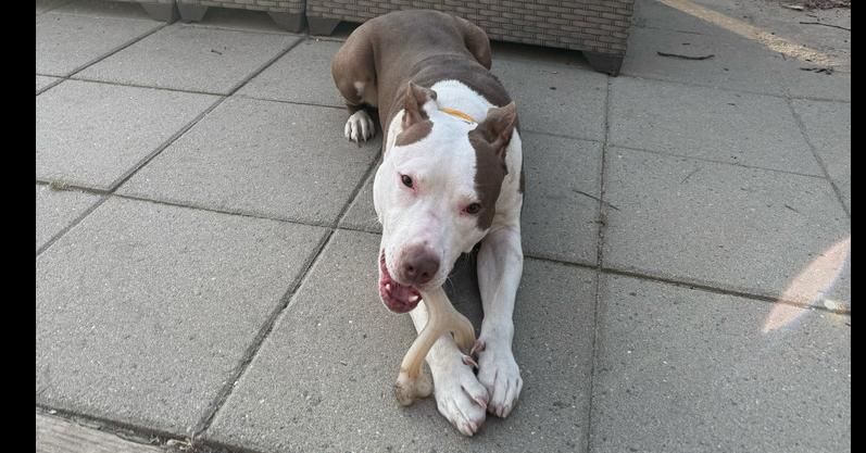 Banks, Adoptable, Young Male Mixed Breed.