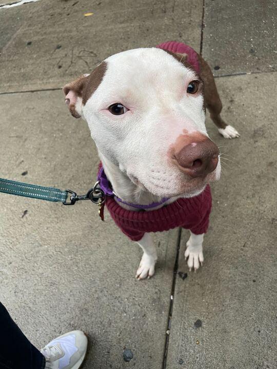 Banks, Adoptable, Young Male Mixed Breed.