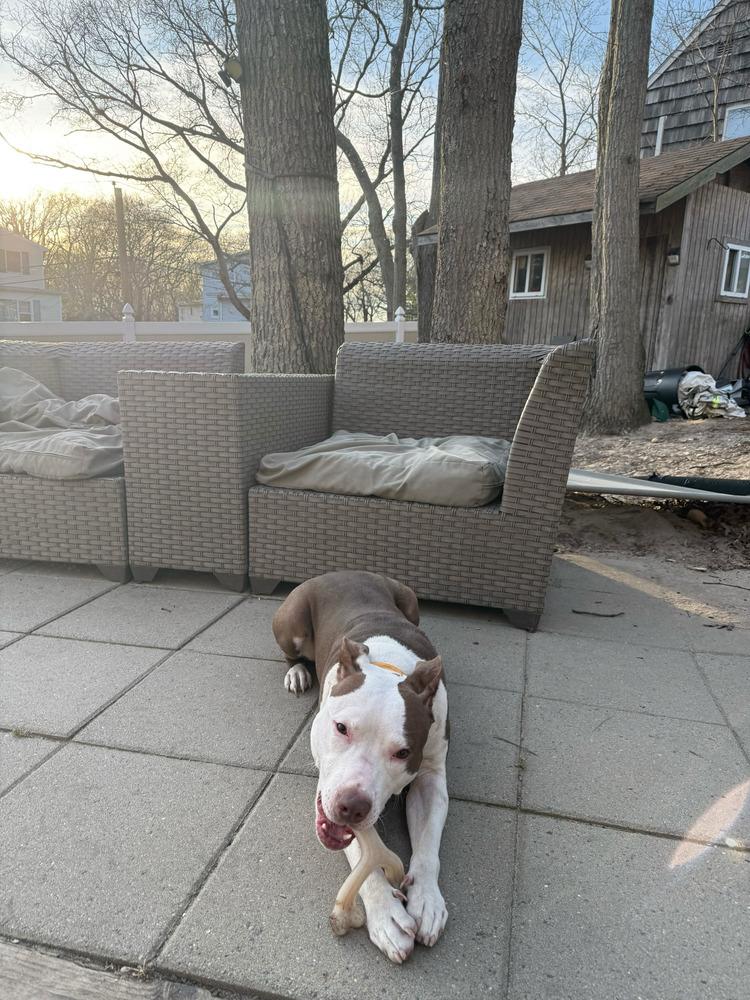 Enlarge Banks, a Adoptable mixed breed in New York, NY image 2/6