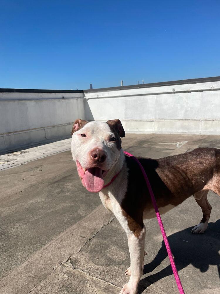 Banks, a Adoptable mixed breed in New York, NY image 1/6