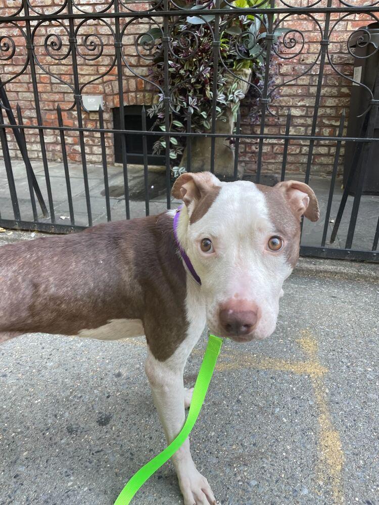 Enlarge Banks, a Adoptable mixed breed in New York, NY image 4/6