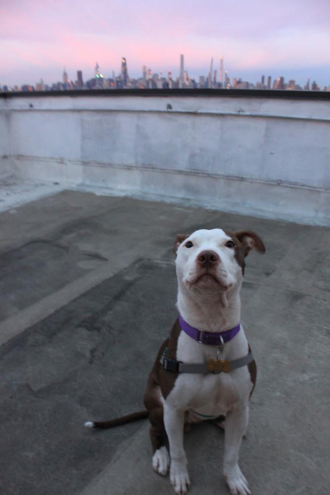 Banks, a Adoptable mixed breed in New York, NY image 3/6