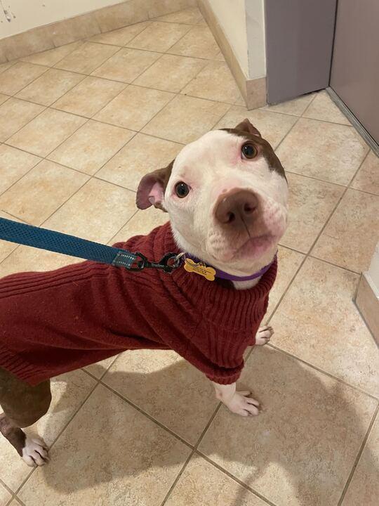 Enlarge Banks, a Adoptable mixed breed in New York, NY image 4/6