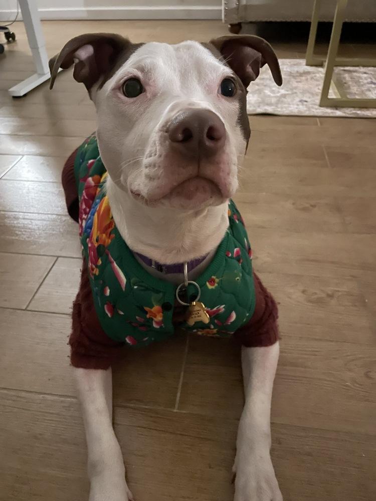 Enlarge Banks, a Adoptable mixed breed in New York, NY image 5/6