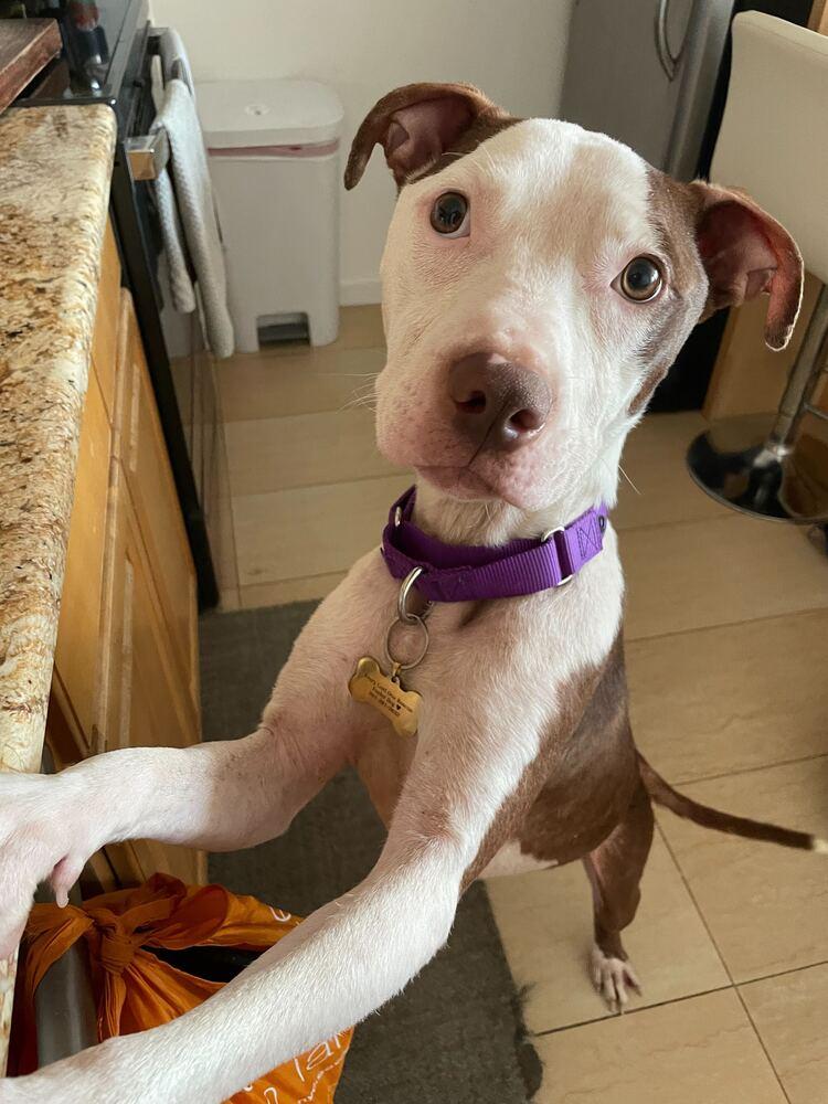 Banks, a Adoptable mixed breed in New York, NY image 5/6
