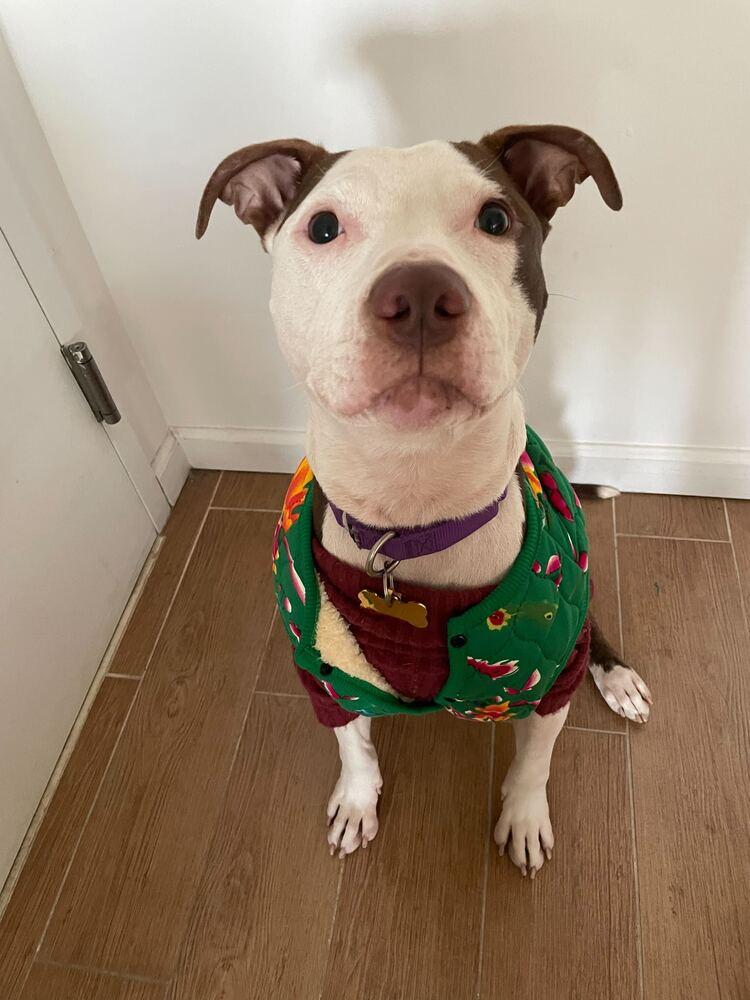 Enlarge Banks, a Adoptable mixed breed in New York, NY image 6/6