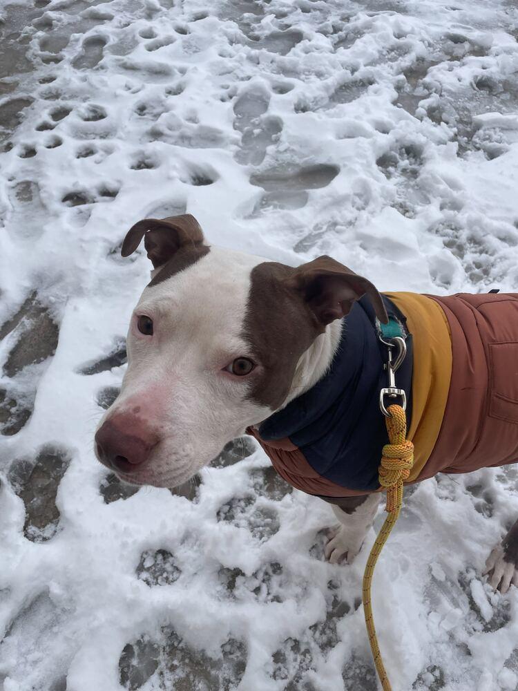 Enlarge Banks, a Adoptable mixed breed in New York, NY image 5/6