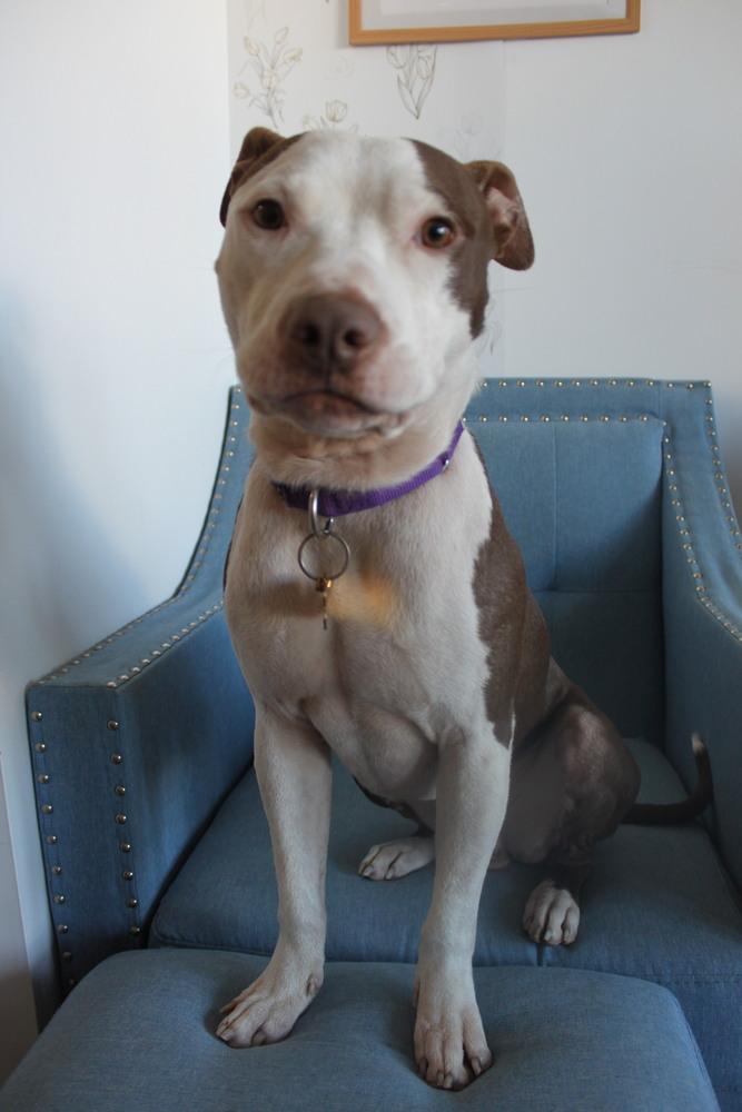 Enlarge Banks, a Adoptable mixed breed in New York, NY image 6/6