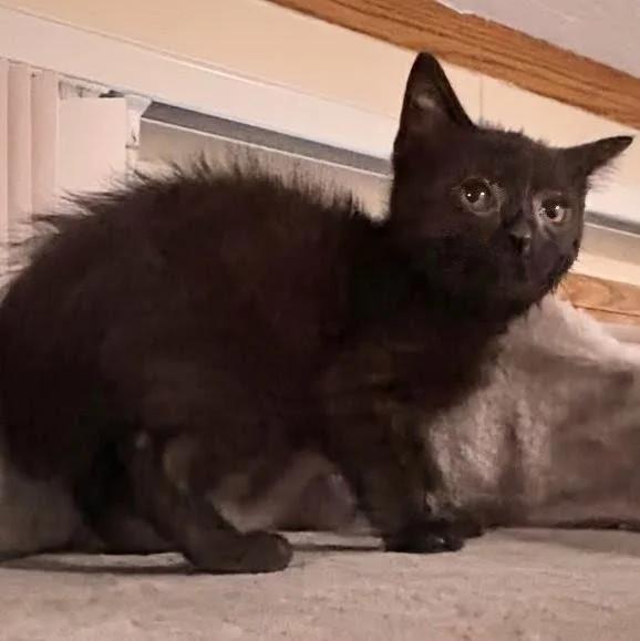Birch, a ADOPTABLE Domestic Medium Hair in Davison, MI image 3/3