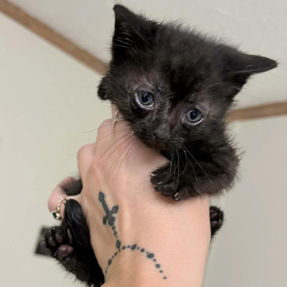 Birch, a ADOPTABLE Domestic Medium Hair in Davison, MI image 2/3
