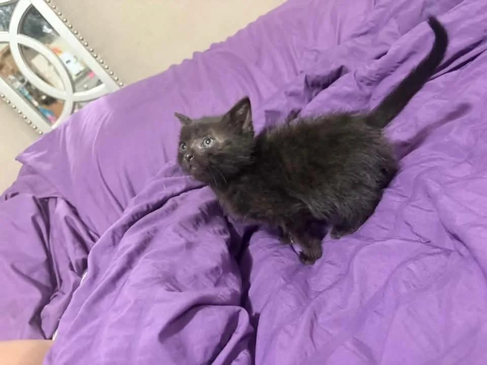 Birch, a ADOPTABLE Domestic Medium Hair in Davison, MI image 1/3