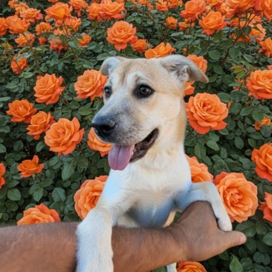 Sundance Kid, Adoptable, Young Female Shepherd.