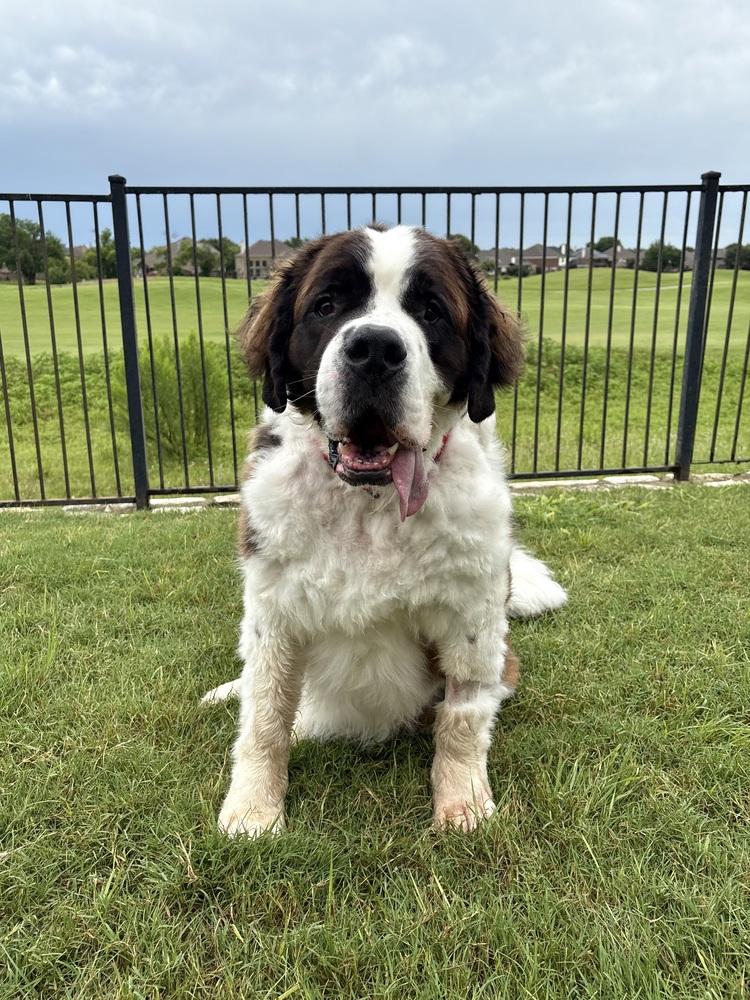 Big Daddy Hoss, Adoptable, Senior Male Saint Bernard.