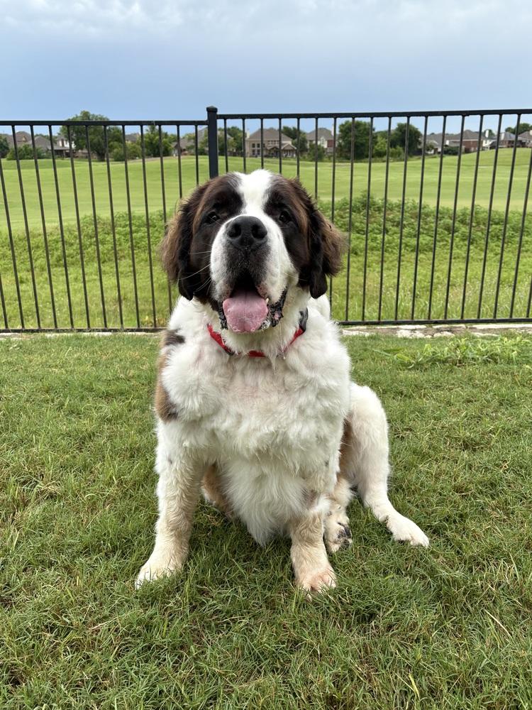 Enlarge Big Daddy Hoss, a Adoptable Saint Bernard in Frisco, TX image 2/5