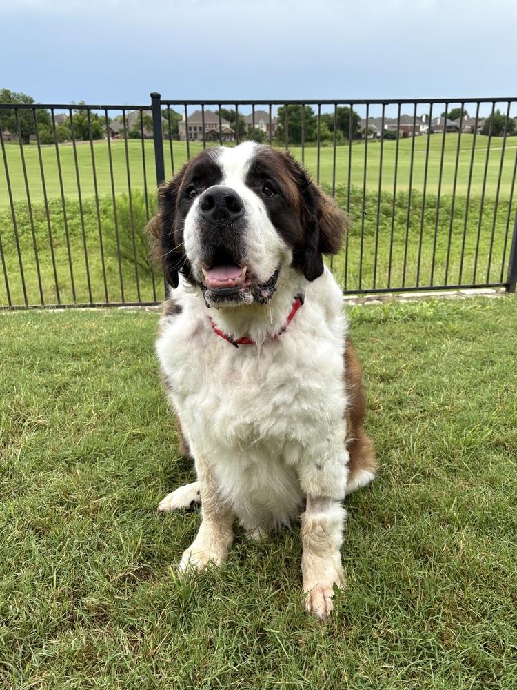 Enlarge Big Daddy Hoss, a Adoptable Saint Bernard in Frisco, TX image 3/5