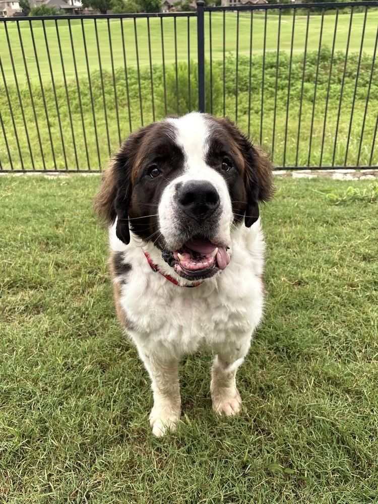 Enlarge Big Daddy Hoss, a Adoptable Saint Bernard in Frisco, TX image 4/5