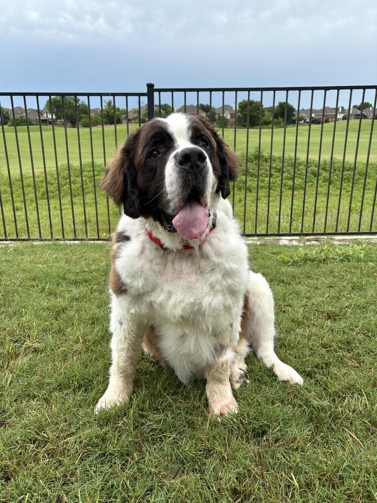 Enlarge Big Daddy Hoss, a Adoptable Saint Bernard in Frisco, TX image 5/5
