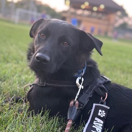 Dudley, a Adoptable mixed breed in Crystal, MN image 1/3