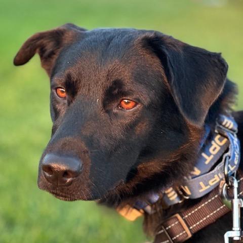 Dudley, a Adoptable mixed breed in Crystal, MN image 2/3