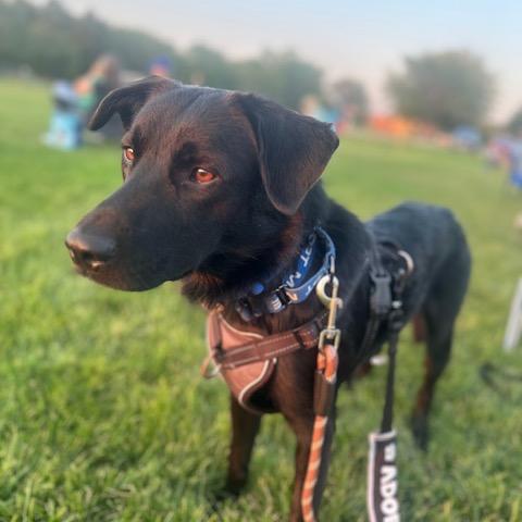 Dudley, a Adoptable mixed breed in Crystal, MN image 3/3