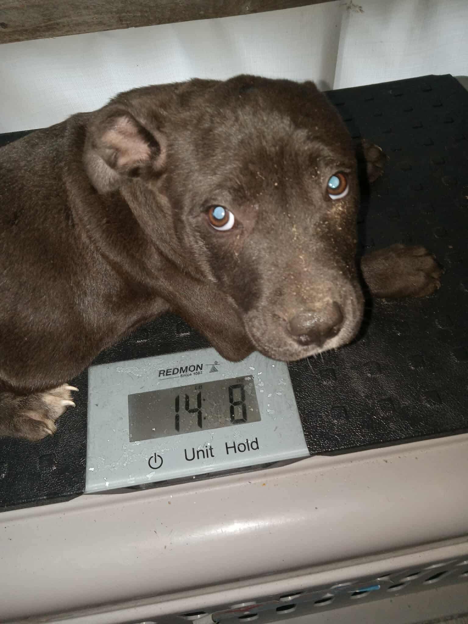 Enlarge Pudding, a Adopted Pit Bull Terrier in Arlee, MT image 2/6