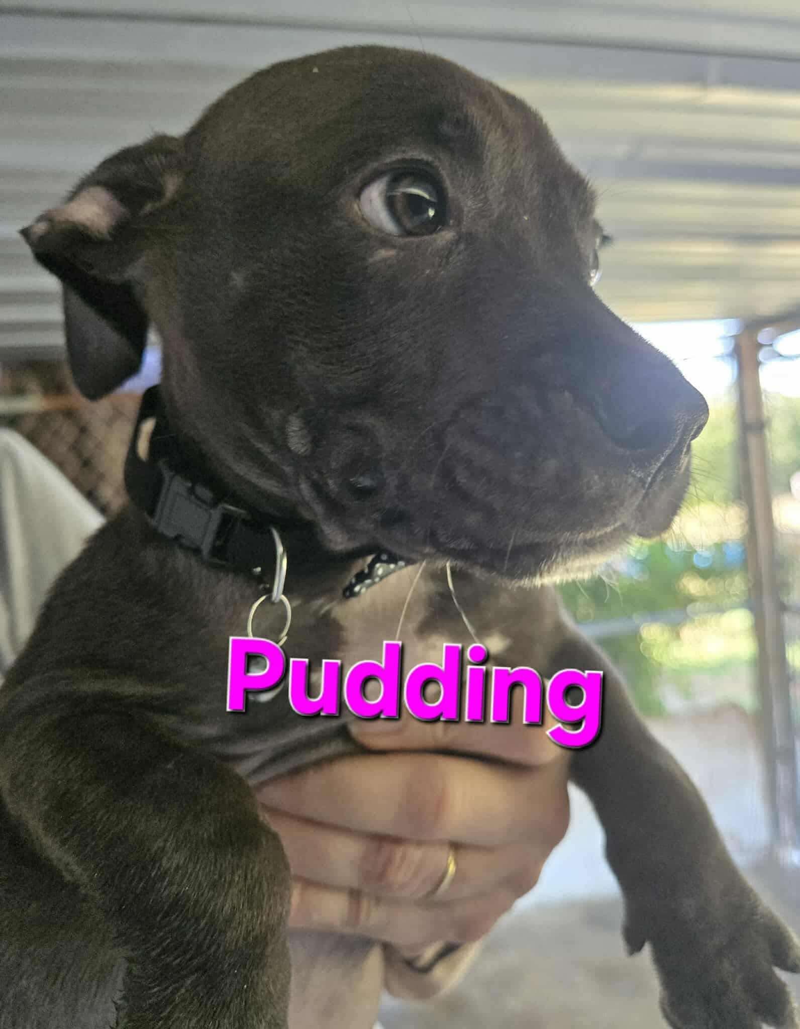 Enlarge Pudding, a Adopted Pit Bull Terrier in Arlee, MT image 3/6