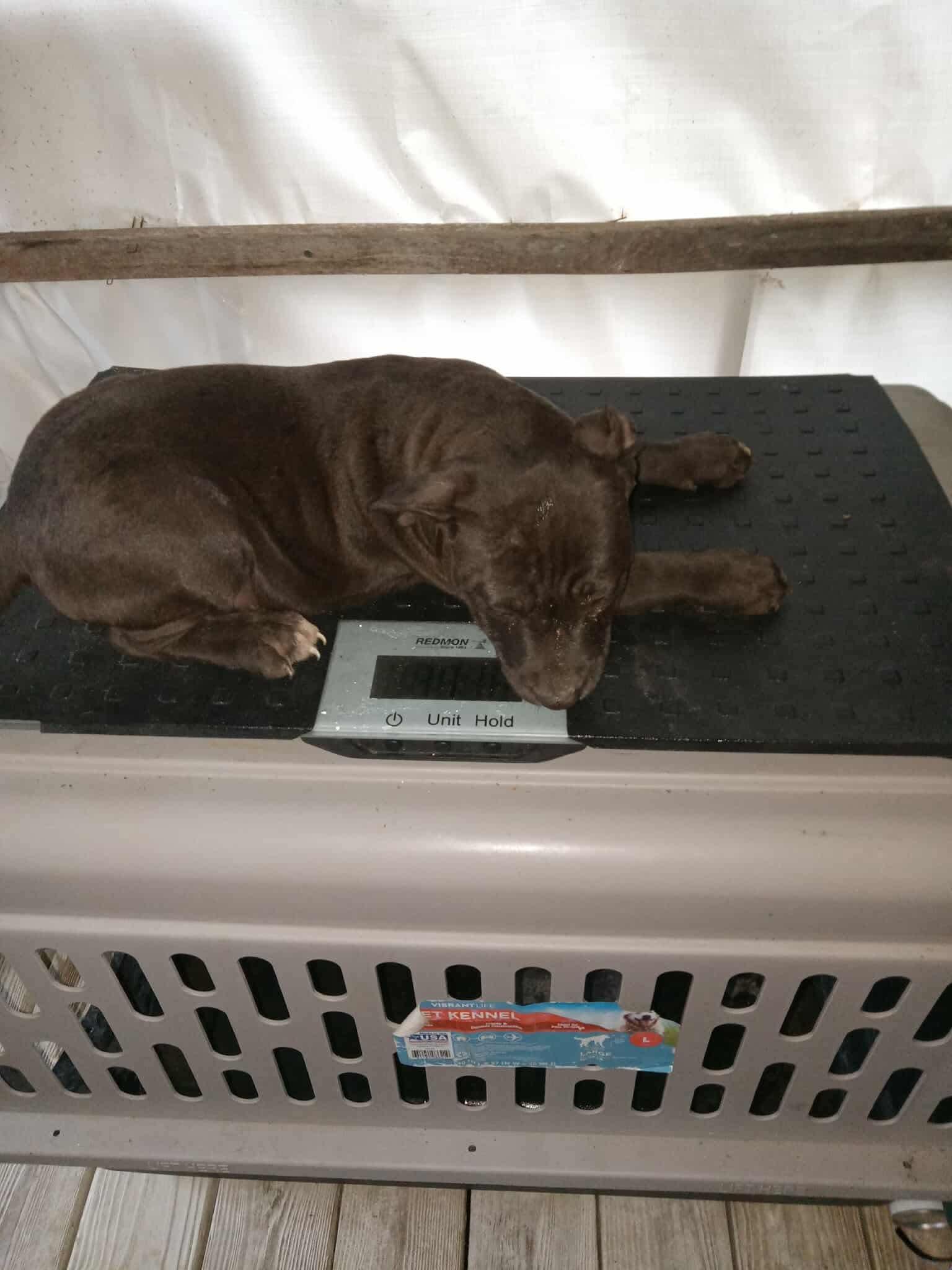 Enlarge Pudding, a Adopted Pit Bull Terrier in Arlee, MT image 5/6