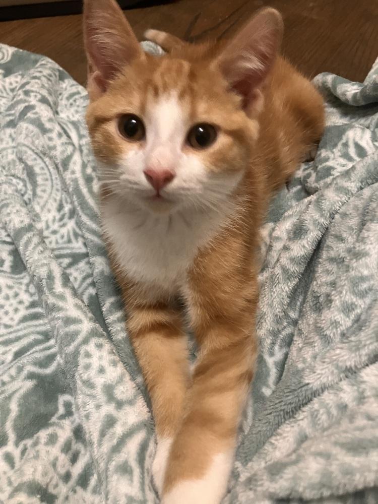 AC Sherbert, Adoptable, Kitten Male Domestic Short Hair.