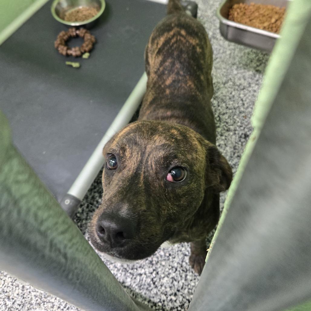 River 26-163, Adoptable, Young Male Pit Bull Terrier.