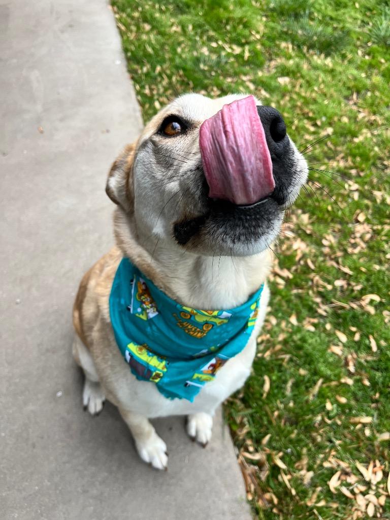 Hank, Adoptable, Adult Male Labrador Retriever & Mixed Breed.