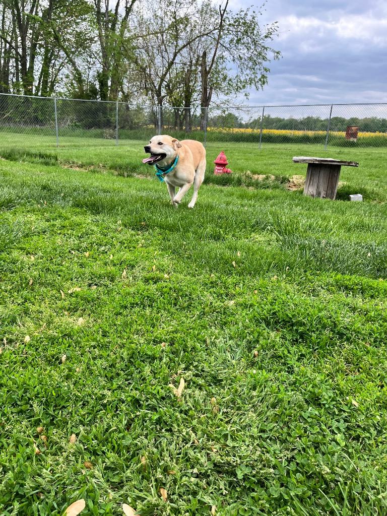 Hank, a Adoptable mixed breed in Effingham, IL image 2/6