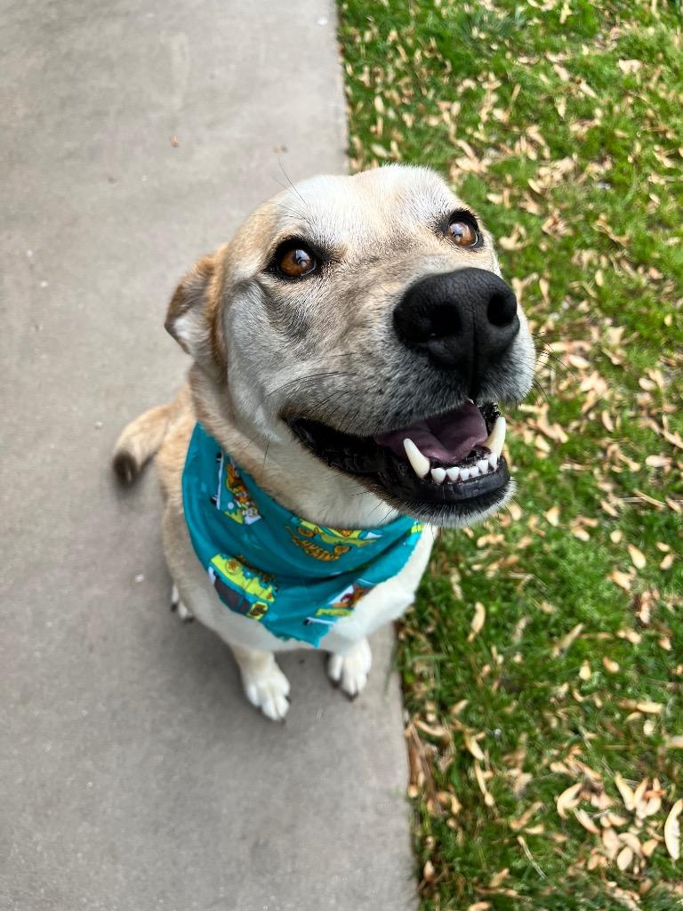 Hank, a Adoptable mixed breed in Effingham, IL image 3/6