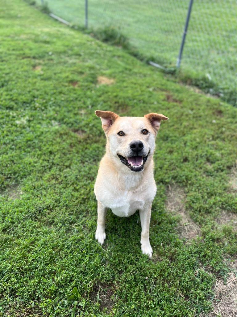 Hank, a Adoptable mixed breed in Effingham, IL image 5/6