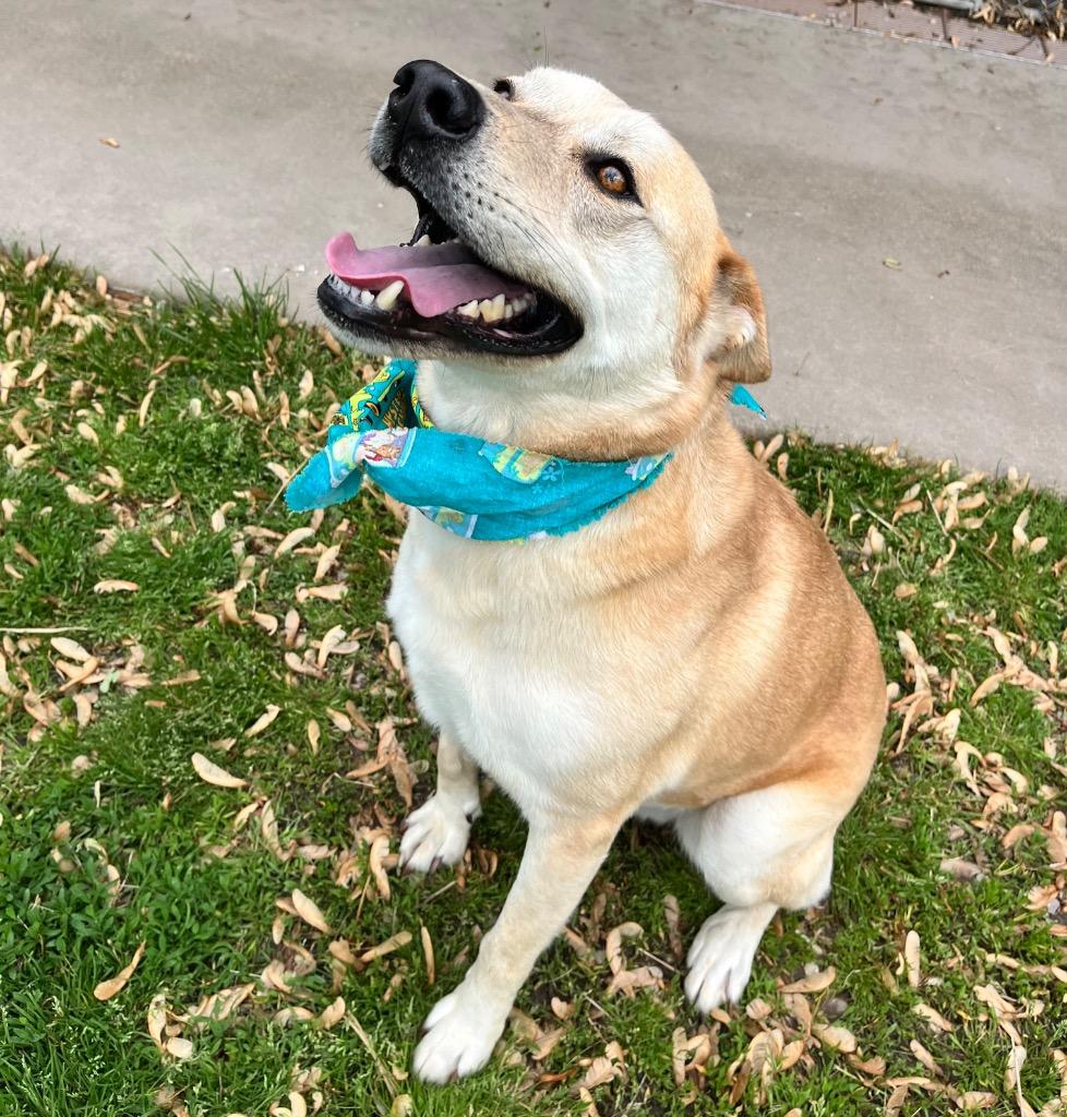 Enlarge Hank, a Adoptable mixed breed in Effingham, IL image 5/6