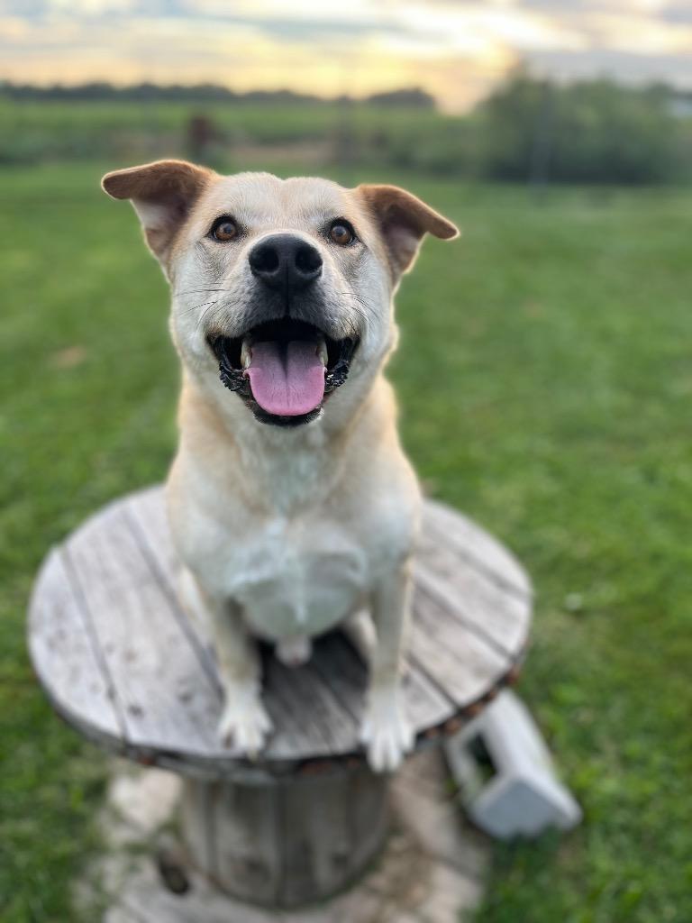Hank, a Adoptable mixed breed in Effingham, IL image 6/6