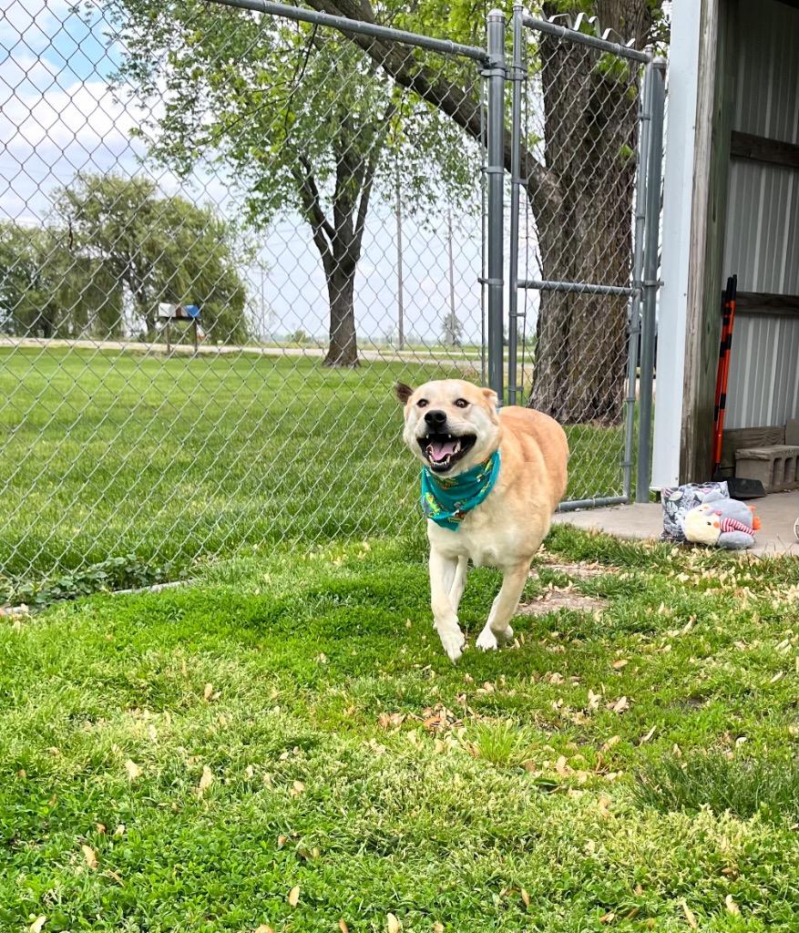 Enlarge Hank, a Adoptable mixed breed in Effingham, IL image 6/6