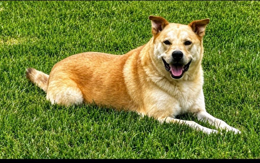 Enlarge Hank, a Adoptable mixed breed in Effingham, IL image 6/6