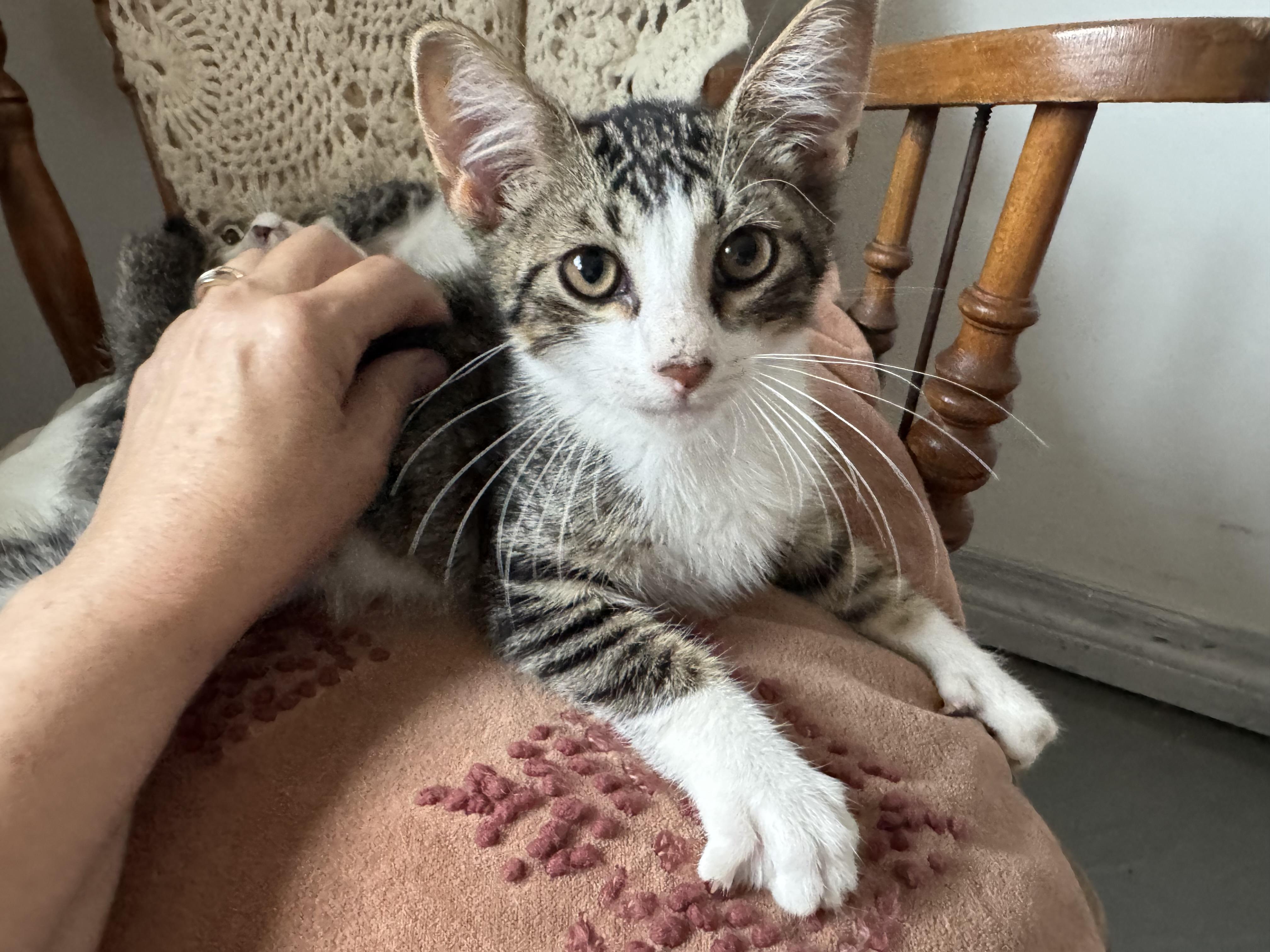 Enlarge Hamilton, a Adopted mixed breed in Hooper, NE image 1/4