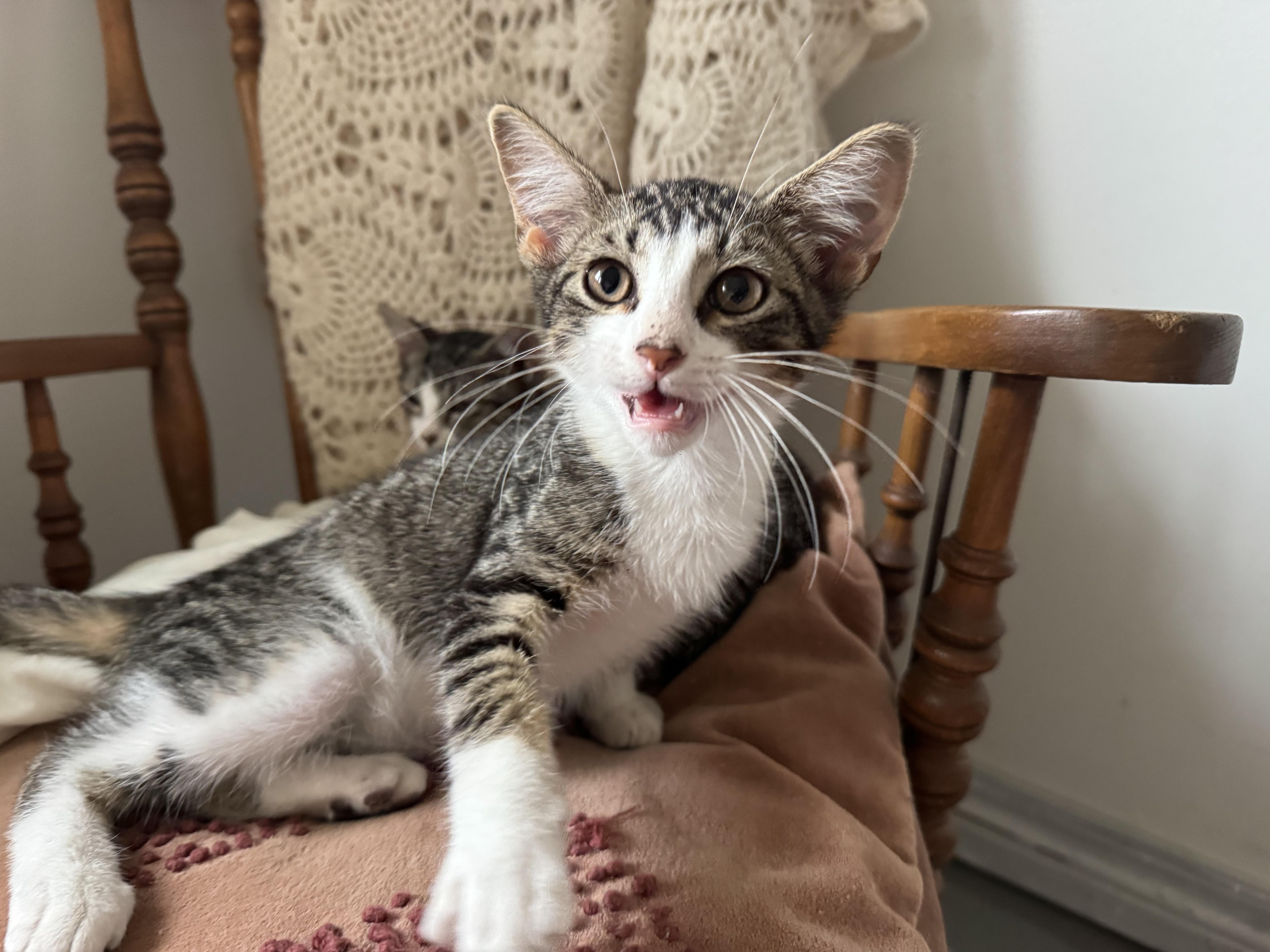 Enlarge Hamilton, a Adopted mixed breed in Hooper, NE image 2/4