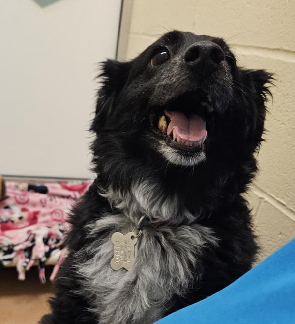 Enlarge Peachy, a Adoptable mixed breed in Kennewick, WA image 1/1