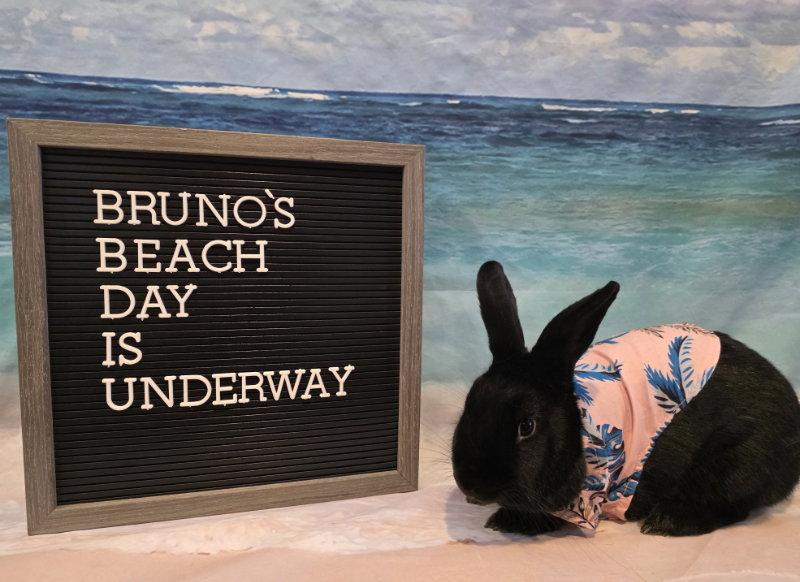 Bruno, Adoptable, Adult Male Bunny Rabbit.