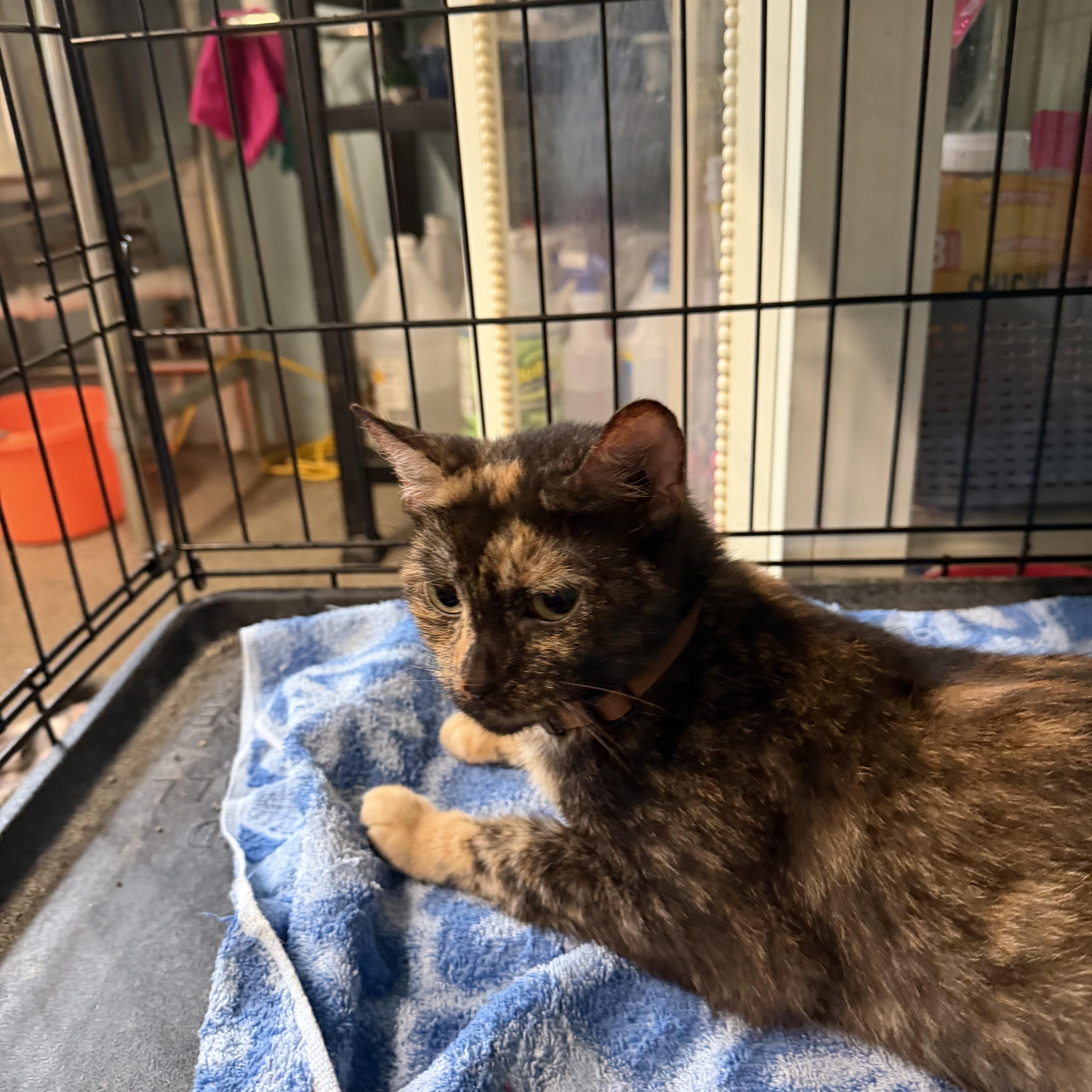 Sassy, adopted, Adult Female Domestic Short Hair.