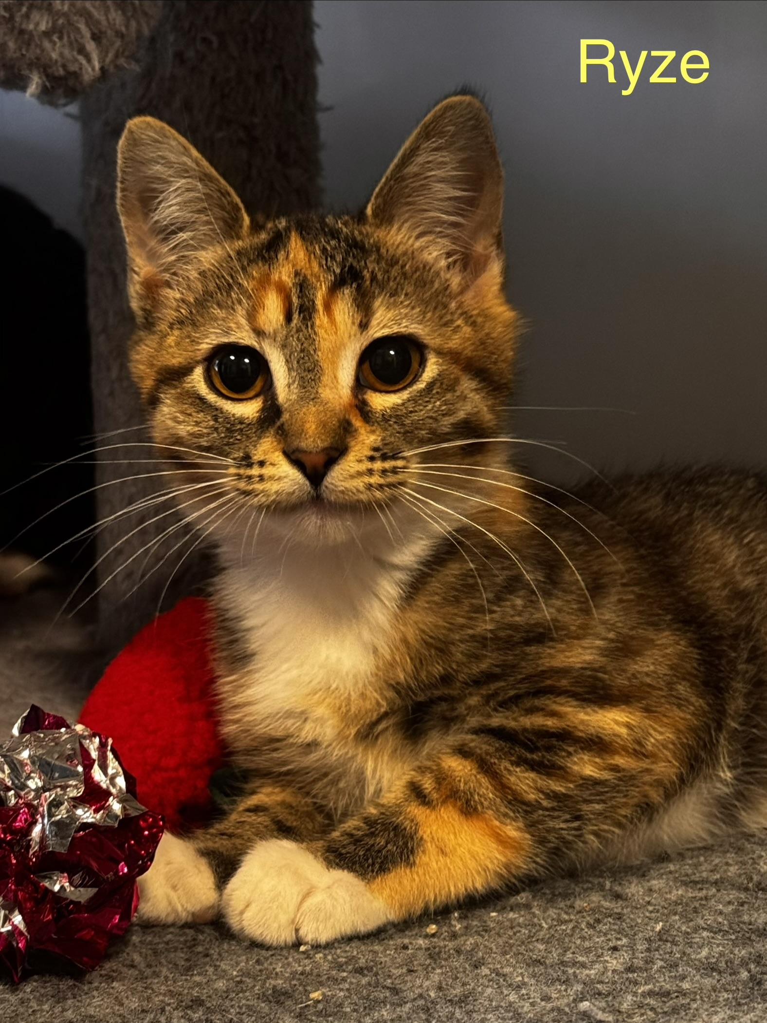 Enlarge Ryze, a Adopted Domestic Short Hair in Wasilla, AK image 1/1