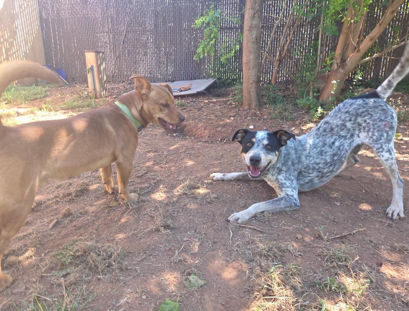 Enlarge Taz, a ADOPTABLE mixed breed in Stillwater, OK image 3/4